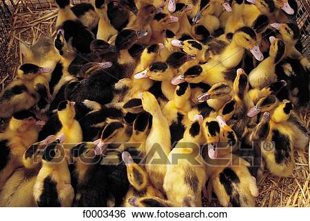 duck, animal, animals, duckling, inside View Large Photo Image Stock Photograph - duck, animal, animals, duckling, inside. Fotosearch
