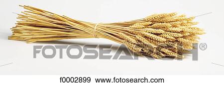 ear, ear of wheat, cereal, aliment, inside, indoors View Large Photo Image Stock Photo - ear, ear of wheat, cereal, aliment, inside, indoors. Fotosearch