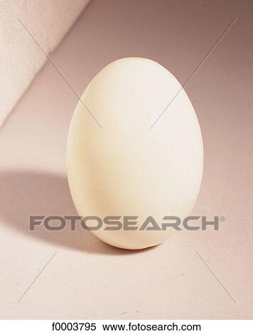 egg, eggs, aliment, white, hard boiled egg, inside View Large Photo Image Stock Photography - egg, eggs, aliment, white, hard boiled egg, inside. Fotosearch