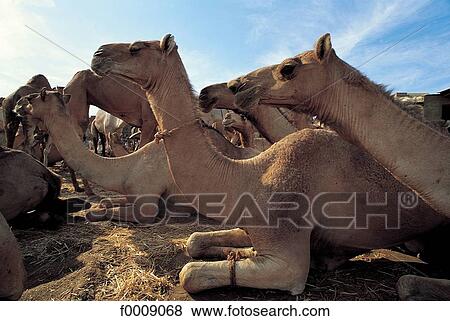 Egypt, Northern Africa, exterior, open air, travel, travel animal, animals View Large Photo Image Stock Photo - Egypt, Northern Africa, exterior, open air, travel, travel animal, animals. Fotosearch