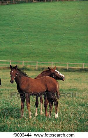 Europe, France, French, French field, horse, animal View Large Photo Image Picture - Europe, France, French, French field, horse, animal. Fotosearch