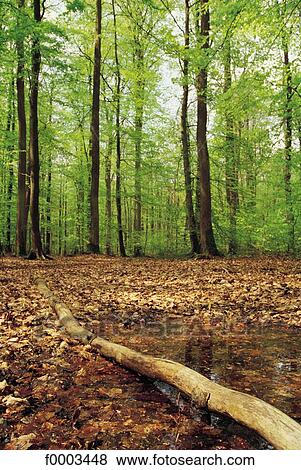 Europe, France, French, French forest, Normandy, Belleme, Belleme Forest View Large Photo Image Stock Photo - Europe, France, French, French forest, Normandy, Belleme, Belleme Forest. Fotosearch