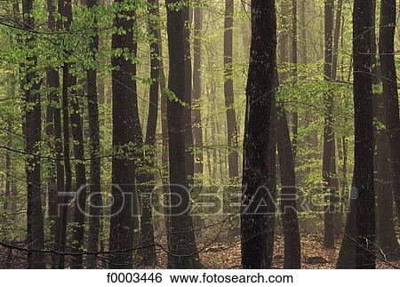 Europe, France, French, French forest, tree trunk, Normandy, Perche Forest View Large Photo Image Stock Photograph - Europe, France, French, French forest, tree trunk, Normandy, Perche Forest. Fotosearch