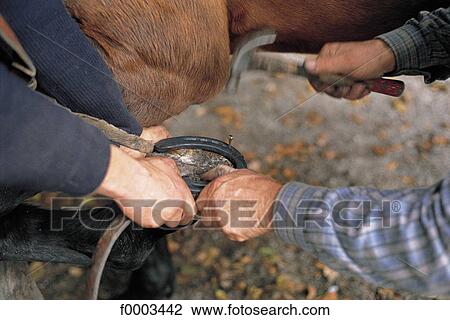 Europe, France, French, French hoof, iron, horse, craft View Large Photo Image Stock Image - Europe, France, French, French hoof, iron, horse, craft. Fotosearch