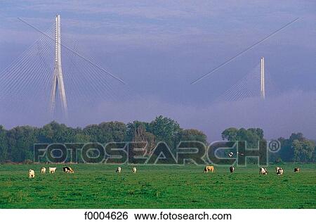 Stock Photograph - Europe, France, French, French Seine Maritime, Normandy, field. Fotosearch