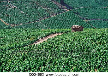 Europe, France, French, French Burgundy, Saone et Loire, Julianas, landscape View Large Photo Image Stock Image - Europe, France, French, French Burgundy, Saone et Loire, Julianas, landscape. Fotosearch