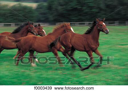 Stock Photo - Europe, France, French, French breeding, horse, field, animal. Fotosearch