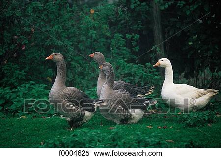 Europe, France, French, French Aquitaine, Dordogne, goose View Large Photo Image Stock Photography - Europe, France, French, French Aquitaine, Dordogne, goose. Fotosearch