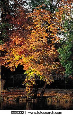 Europe, France, French, French tree, trees, autumn, fvegetation View Large Photo Image Stock Image - Europe, France, French, French tree, trees, autumn, fvegetation. Fotosearch