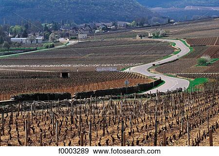 Europe, France, French, French vine, vineyard, landscape, landscapes View Large Photo Image Stock Photo - Europe, France, French, French vine, vineyard, landscape, landscapes. Fotosearch