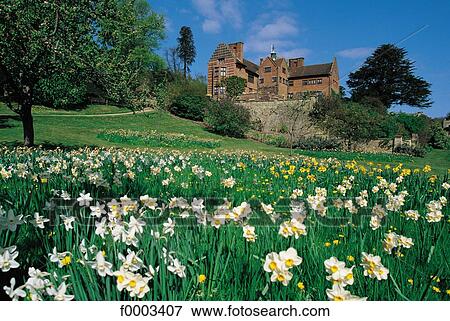 Europe, house, field of flower, United Kingdom, England, Britain, traditional dwelling View Large Photo Image Stock Photo - Europe, house, field of flower, United Kingdom, England, Britain, traditional dwelling. Fotosearch