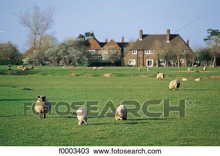 Europe, United Kingdom, England, Britain, sheep, animal View Large Photo Image Stock Image - Europe, United Kingdom, England, Britain, sheep, animal. Fotosearch
