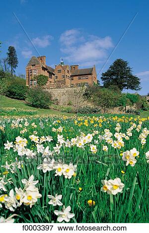 Europe, United Kingdom, England, Britain, house, traditional dwelling, field of flower View Large Photo Image Stock Photo - Europe, United Kingdom, England, Britain, house, traditional dwelling, field of flower. Fotosearch