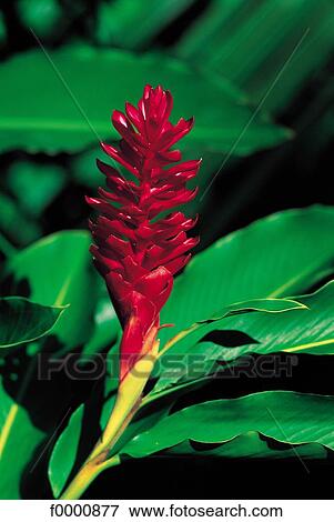 exotism, exotic, flower, exotism, exotic, Martinique, French West Indies View Large Photo Image Stock Photo - exotism, exotic, flower, exotism, exotic, Martinique, French West Indies. Fotosearch