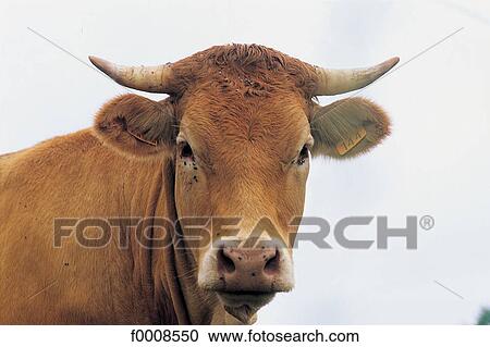 exterior, open air, animal, animals, tamed animal, cattle View Large Photo Image Stock Image - exterior, open air, animal, animals, tamed animal, cattle. Fotosearch