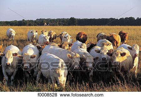 exterior, open air, animal, animals, tamed animal, France View Large Photo Image Stock Photo - exterior, open air, animal, animals, tamed animal, France. Fotosearch
