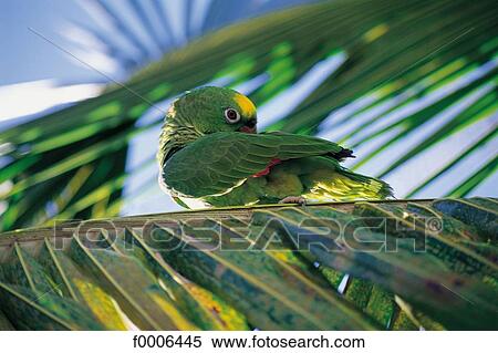 exterior, open air, bird, tropical bird, parrot, palm tree View Large Photo Image Stock Photography - exterior, open air, bird, tropical bird, parrot, palm tree. Fotosearch