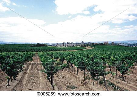 Stock Photo - exterior, open air, Europe, France, French, French Languedoc Roussillon. Fotosearch