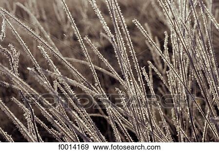 Stock Photo - exterior, open air, ice, hoar frost, frost, cold. Fotosearch