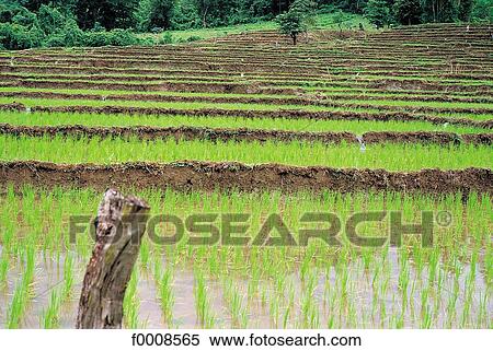 Stock Photography - exterior, open air, travel, travel horizontal, South East Asia, Asia, Thailand. Fotosearch