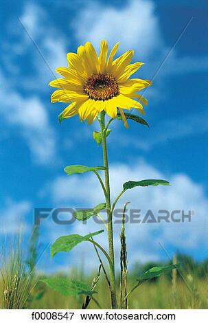exterior, open air, yellow, flower, nature, summer View Large Photo Image Stock Photo - exterior, open air, yellow, flower, nature, summer. Fotosearch