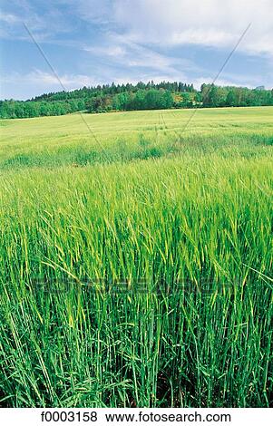 field, agriculture, wheat, Aveyron, Europe, France, French View Large Photo Image Stock Photo - field, agriculture, wheat, Aveyron, Europe, France, French. Fotosearch
