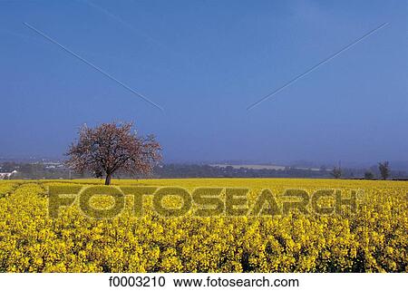 field, colza, apple tree, tree, trees, field of flower, landscape View Large Photo Image Stock Image - field, colza, apple tree, tree, trees, field of flower, landscape. Fotosearch
