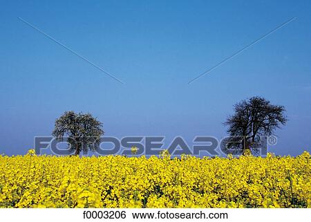 Stock Photograph - field, colza, field of flower, flora, wildlife, Normandy, Europe. Fotosearch