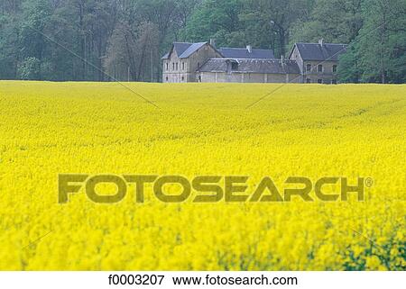 field, colza, landscape, landscapes, scene, scenery, scenes View Large Photo Image Stock Photo - field, colza, landscape, landscapes, scene, scenery, scenes. Fotosearch