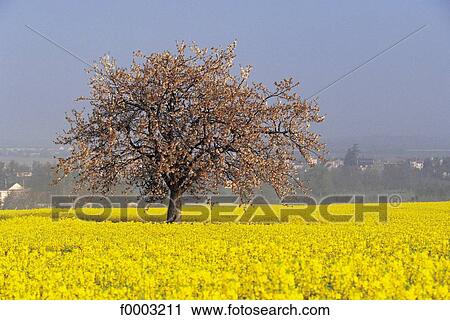 field, colza, tree, trees, apple tree, field of flower, landscape View Large Photo Image Stock Image - field, colza, tree, trees, apple tree, field of flower, landscape. Fotosearch