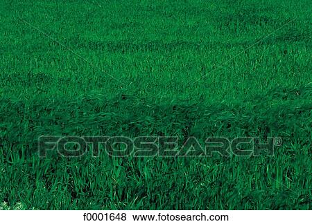 field, grass, lawn, green, exterior, open air View Large Photo Image Stock Photo - field, grass, lawn, green, exterior, open air. Fotosearch