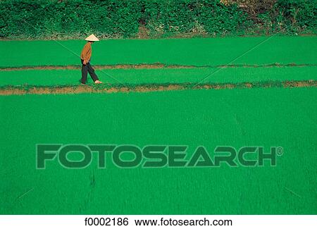 Stock Photograph - field, harvest, harvesting, green, landscape, landscapes, scene. Fotosearch