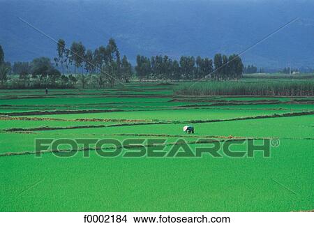 field, landscape, landscapes, scene, scenery, scenes, sceneries View Large Photo Image Picture - field, landscape, landscapes, scene, scenery, scenes, sceneries. Fotosearch