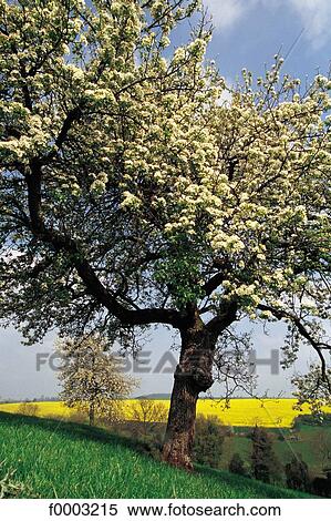 field of flower, field, trees, tree, colza, landscape, apple tree View Large Photo Image Stock Photography - field of flower, field, trees, tree, colza, landscape, apple tree. Fotosearch