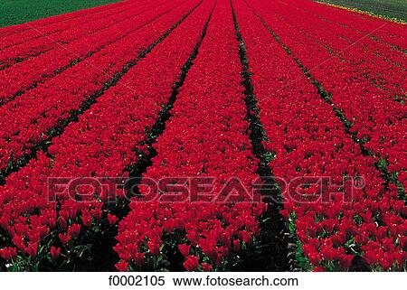 Stock Photography - field, red, tulip, red, Netherlands, Europe, field of flower. Fotosearch