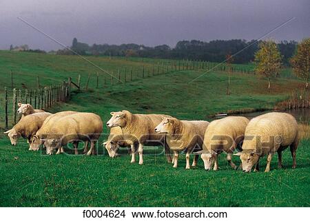 field, sheep, Haute Vienne, Europe, France, French View Large Photo Image Picture - field, sheep, Haute Vienne, Europe, France, French. Fotosearch