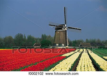 field, tulip, landscape, landscapes, scene, scenery, scenes View Large Photo Image Stock Image - field, tulip, landscape, landscapes, scene, scenery, scenes. Fotosearch