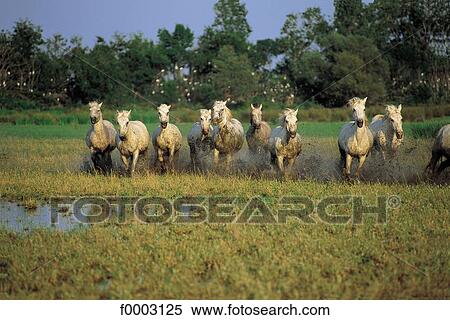 flock, herd, horse, animal, animals, ruminant, mammal View Large Photo Image Stock Photography - flock, herd, horse, animal, animals, ruminant, mammal. Fotosearch