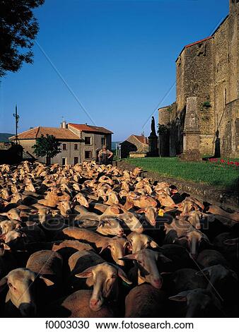 flock of sheep, herd of sheep, animal, animals, sheep, cattle View Large Photo Image Stock Image - flock of sheep, herd of sheep, animal, animals, sheep, cattle. Fotosearch