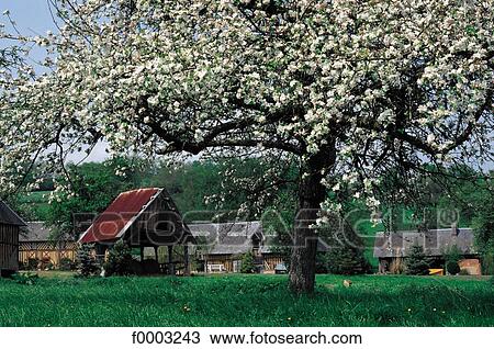 flora, traditional dwelling, trees, tree, half timbered, wildlife, apple tree View Large Photo Image Stock Image - flora, traditional dwelling, trees, tree, half timbered, wildlife, apple tree. Fotosearch