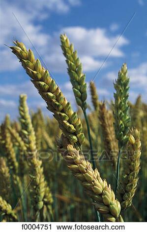 Stock Image - flora, wildlife, agriculture, wheat, ear of wheat, cereal, green. Fotosearch