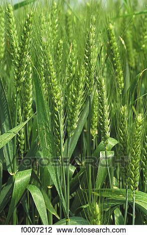 flora, wildlife, agriculture, wheat, ear of wheat, cereal, nature View Large Photo Image Stock Image - flora, wildlife, agriculture, wheat, ear of wheat, cereal, nature. Fotosearch