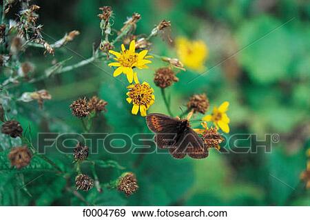 flora, wildlife, flower, butterfly, insect, exterior View Large Photo Image Stock Photo - flora, wildlife, flower, butterfly, insect, exterior. Fotosearch