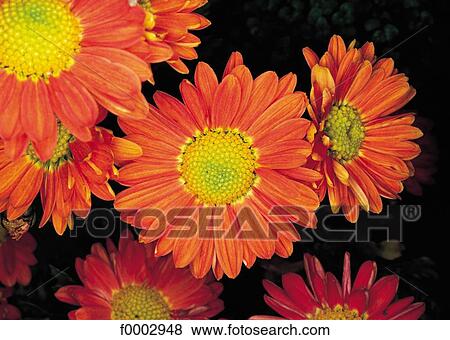 flora, wildlife, flower, chrysanthemum, orange, petal, nature View Large Photo Image Stock Photo - flora, wildlife, flower, chrysanthemum, orange, petal, nature. Fotosearch
