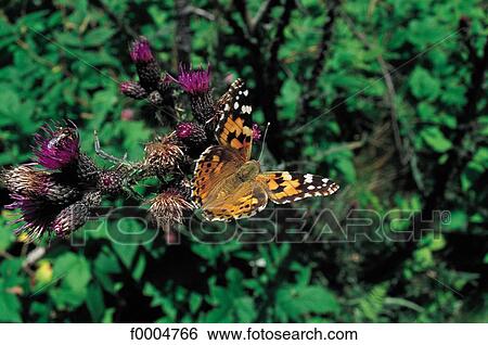 flora, wildlife, flower, thistle, green, animal, animals View Large Photo Image Stock Photograph - flora, wildlife, flower, thistle, green, animal, animals. Fotosearch