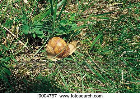 flora, wildlife, grass, lawn, animal, animals, mollusc View Large Photo Image Stock Photo - flora, wildlife, grass, lawn, animal, animals, mollusc. Fotosearch