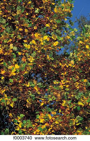 flora, wildlife, leaf, leaves, autumn, fvertical, exterior View Large Photo Image Stock Image - flora, wildlife, leaf, leaves, autumn, fvertical, exterior. Fotosearch