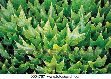 flora, wildlife, leaf, leaves, green, vine, vineyard View Large Photo Image Stock Photo - flora, wildlife, leaf, leaves, green, vine, vineyard. Fotosearch