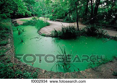 flora, wildlife, pool, Europe, France, French, French Paris View Large Photo Image Picture - flora, wildlife, pool, Europe, France, French, French Paris. Fotosearch