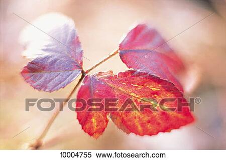 flora, wildlife, red, leaf, leaves, bramble, nature View Large Photo Image Stock Photography - flora, wildlife, red, leaf, leaves, bramble, nature. Fotosearch
